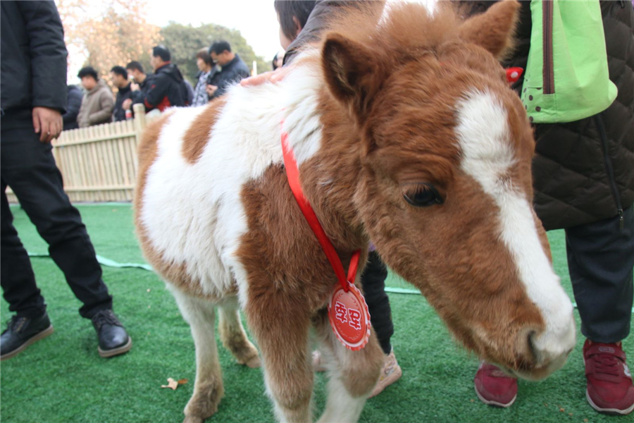 王城公园首届萌宠宝宝运动会你参加了吗？