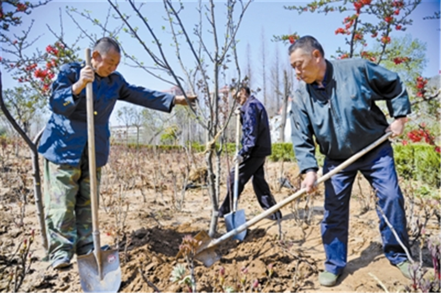 王城公园甘棠洲牡丹园 新栽种数百棵海棠树